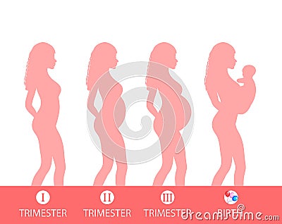 Pregnancy silhouette, stage of pregnancy, trimesters, childbirth. vector illustration Vector Illustration