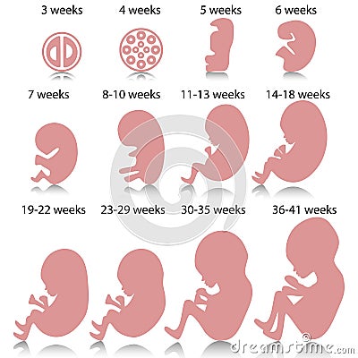 Pregnancy Stages Stock Vector - Image: 53920557