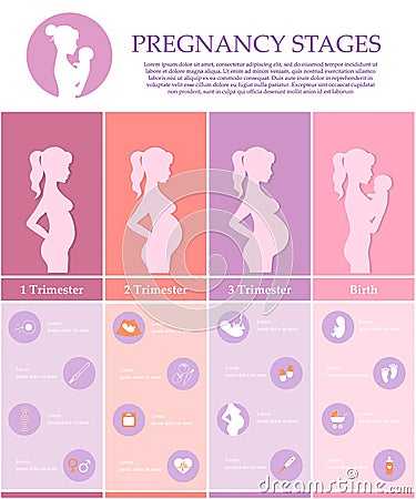 Pregnancy stages, trimesters and birth. Vector Illustration