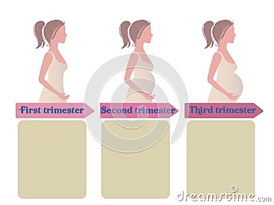 Pregnancy trimester infographic Vector Illustration