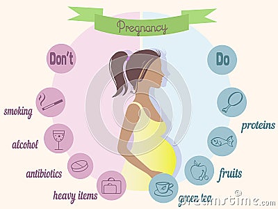 Pregnancy trimester infographic Vector Illustration