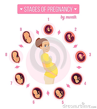Pregnancy trimester infographic. Human growth stages new born baby development egg embryo fertility vector illustrations Vector Illustration