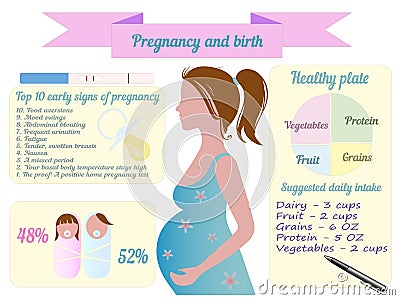 Pregnancy trimester infographic vector Vector Illustration