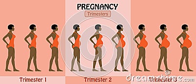 Pregnancy trimesters of pregnant afro woman with swimsuit and sh Vector Illustration