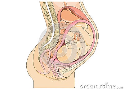 Pregnant anatomy and the fetus Vector Illustration