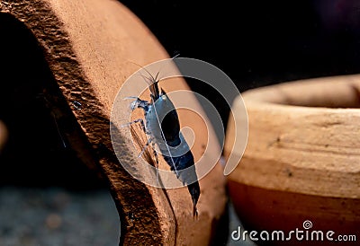 Pregnant blue tiger dwarf shrimp stay and look for food on earthenware decoration. Concept of little beautiful animals help Stock Photo