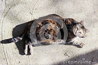 pregnant cat infected with feline herpesvirus - Feline viral rhinotracheitis or chlamydiosis - Chlamydia psittaci is heated on a s Stock Photo