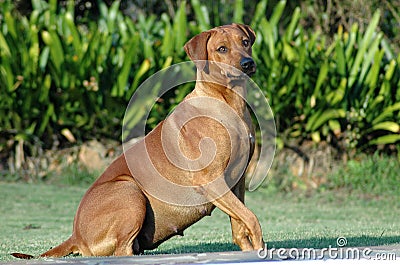 Pregnant dog Stock Photo