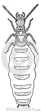 Pregnant female queen, Termites lucifugus of after c. Lespes, vintage engraving Vector Illustration