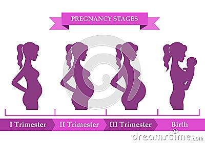 Pregnant female silhouettes Vector Illustration