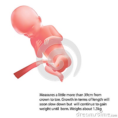 Pregnant. Human fetus inside the womb. Fetus stages. . Stock Photo