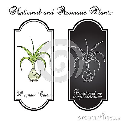 Pregnant onion Ornithogalum caudatum , or false sea-onion, medicinal plant Vector Illustration