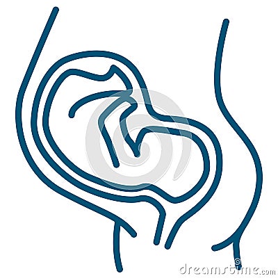 Pregnant woman belly with embryo Vector Illustration