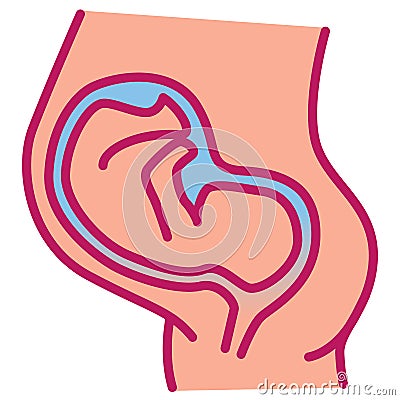 Pregnant woman belly with embryo Vector Illustration