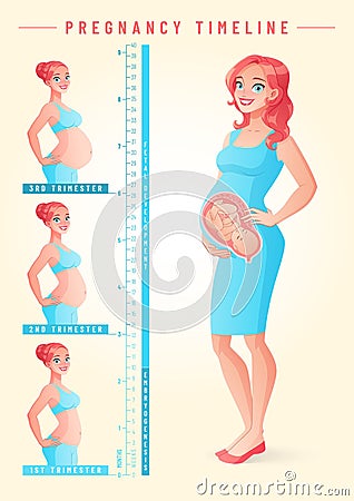 Pregnant woman with fetus. Pregnancy timeline vector illustration. Vector Illustration