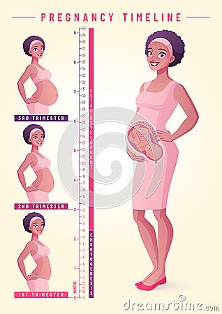 Pregnant woman with fetus. Pregnancy timeline vector illustration. Vector Illustration