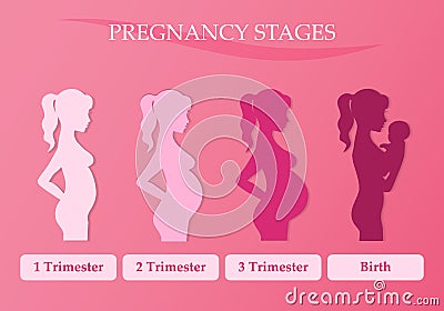 Pregnant woman - first, second and third trimester Vector Illustration