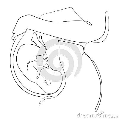 Pregnant woman Minimal art line drawing.Pregnant woman belly with baby in uterus,anatomical location of the embry.Vector Vector Illustration