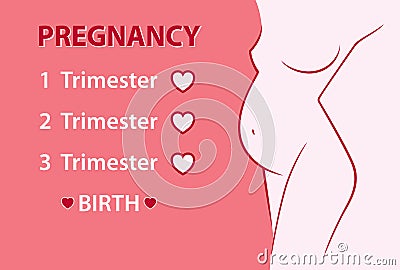 Pregnant woman. Pregnancy stages, trimesters and birth. Vector illustration Vector Illustration