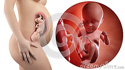 Pregnant woman Stock Photo