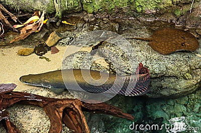 Prehistoric Arapaima fish Stock Photo