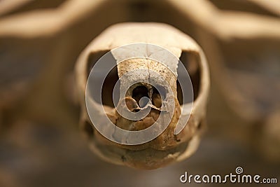 Prehistoric Caretta Fossile Editorial Stock Photo