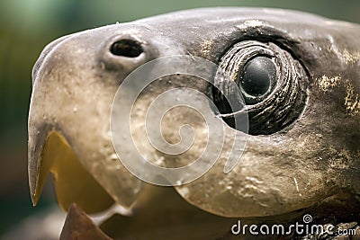 Prehistoric Caretta Fossile Editorial Stock Photo