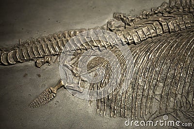 Prehistoric Dinosaur Fossile Editorial Stock Photo