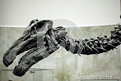 Prehistoric Dinosaur Fossile Editorial Stock Photo