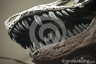 Prehistoric Dinosaur Fossile Editorial Stock Photo