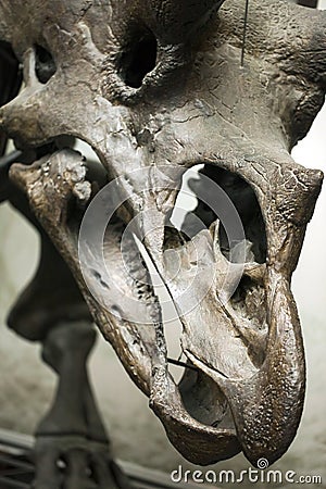 Prehistoric Dinosaur Fossile Editorial Stock Photo