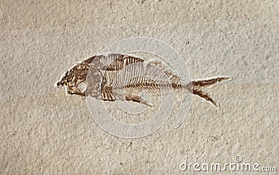 Prehistoric fossil fish enclosed in stone rock Stock Photo