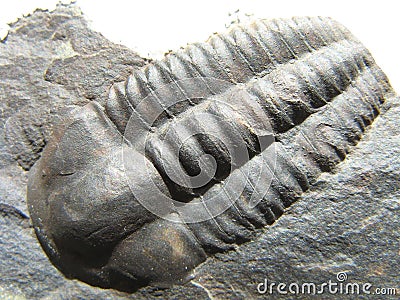 Prehistoric Fossilized Trilobite Stock Photo