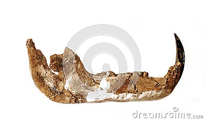 Prehistoric jaw Stock Photo