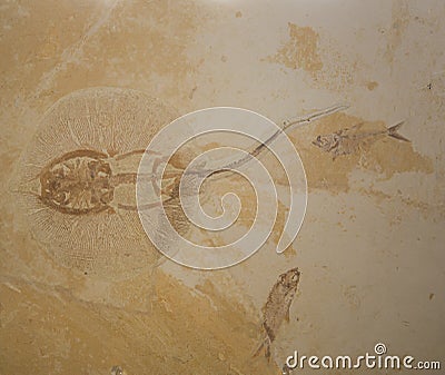 Large Prehistoric Stingray Fossils Stock Photo