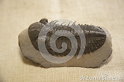 Prehistoric Trilobite Sea Life Animals From The Past Stock Photo