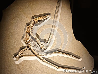 Prehistoric winged dinosaur with graceful limbs Stock Photo