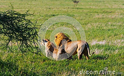 A premonition of love. The lion and lioness resting on the ground. Savanna of Tanzania, Africa Stock Photo