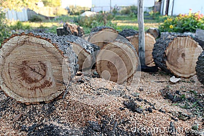 Preparation of firewood for the winter. Sawed logs. Stock Photo