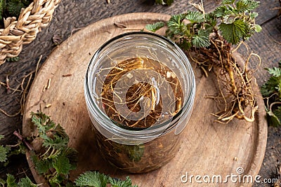 Preparation of herbal tincture from fresh nettle root in spring Stock Photo