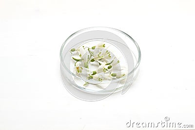 Preparation of perfumes from natural ingredients, aromatherapy. Fresh white flowers in a petri dish Stock Photo