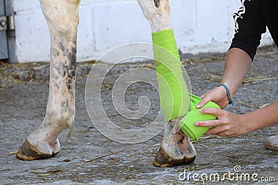 Preparation and placement of a green bandage on the posterior leg of a white horse Stock Photo