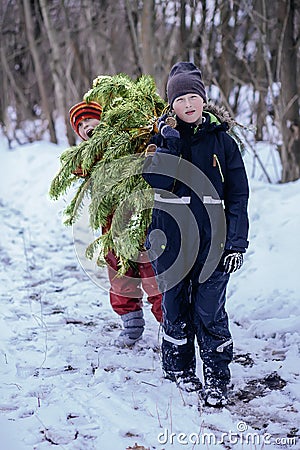 Preparation for Rozhdetsv. Two brothers carry a large Christmas tree from the forest home along a rural road. Winter Stock Photo