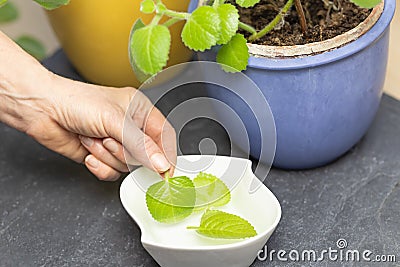 Preparation of Silver Spurflower Tea Stock Photo