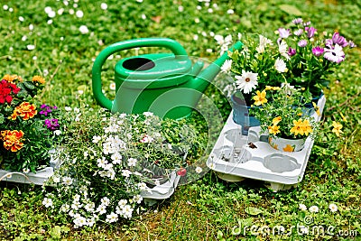 Preparation before transplanting flowers on the balcony, watering can and seedlings Stock Photo