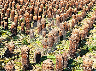 Preparation of young palm trees plantation at Jeju island Stock Photo