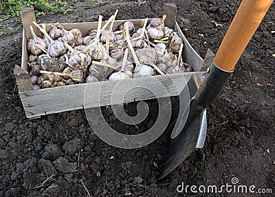 preparatory work for planting garlic - digging the earth Stock Photo