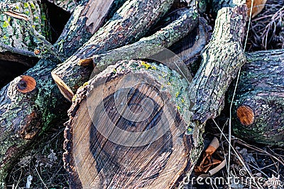 Prepared firewood for the grill and stove. Sawn down thick and thin tree trunks, wet and wet logs, stacked on rubble Stock Photo