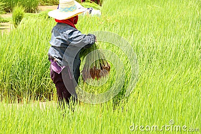 Prepared young sticky rice sprouts to sheaf Editorial Stock Photo