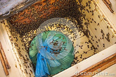 Preparing bees for winter feeding bees with home made sugar syrup in the autumn so they survive the cold winter . Stock Photo